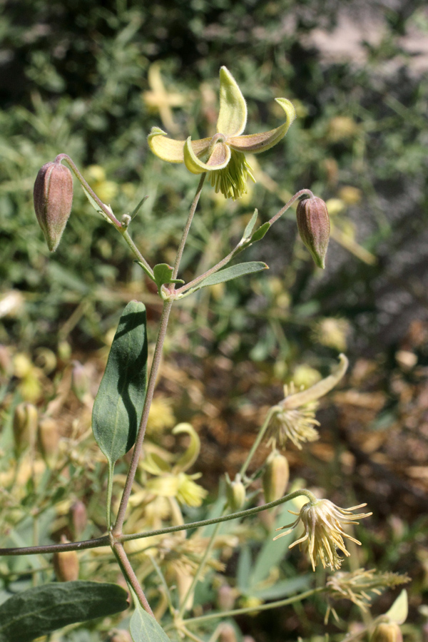 Image of Clematis orientalis specimen.