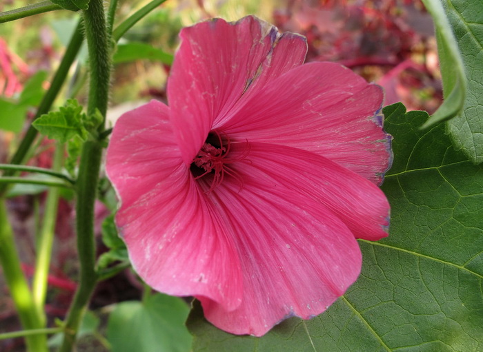 Изображение особи Malva trimestris.