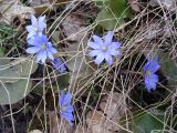 Hepatica nobilis