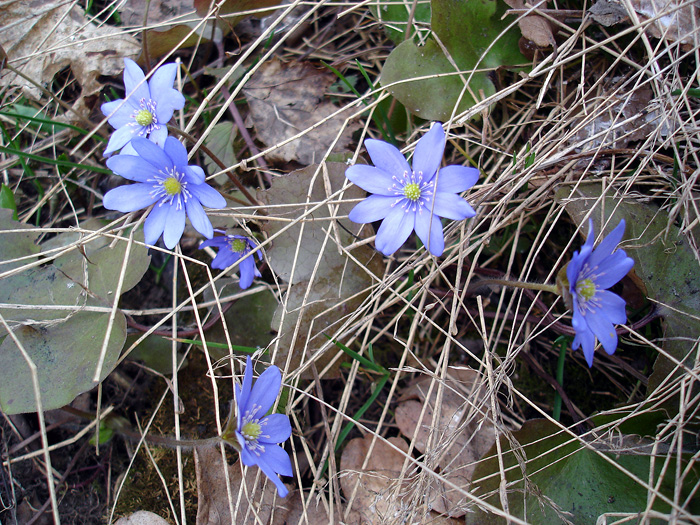 Изображение особи Hepatica nobilis.