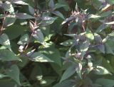 Ageratina altissima. Побеги с соцветиями ('Chocoate'). Германия, г. Krefeld, ботанический сад. 16.09.2012.