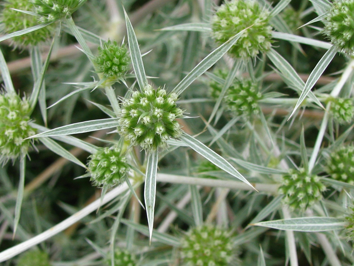 Image of Eryngium campestre specimen.