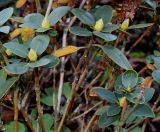 Rhododendron ferrugineum. Верхушки веточек с цветочными почками. Германия, г. Krefeld, ботанический сад. 21.10.2012.