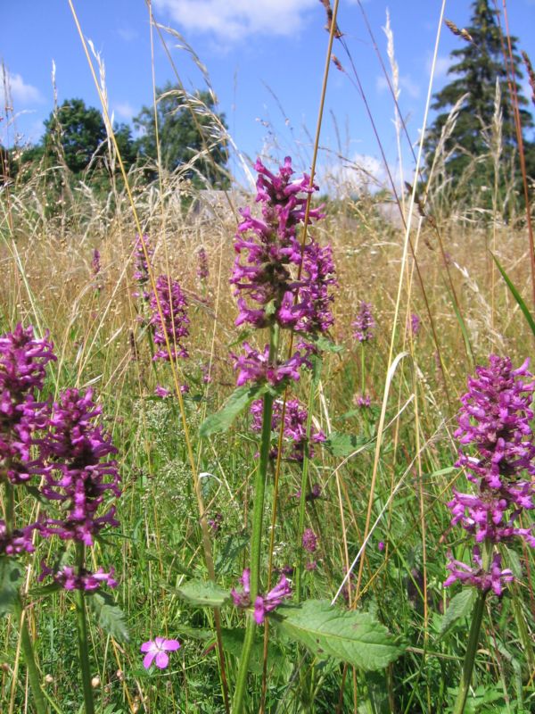 Image of Betonica officinalis specimen.