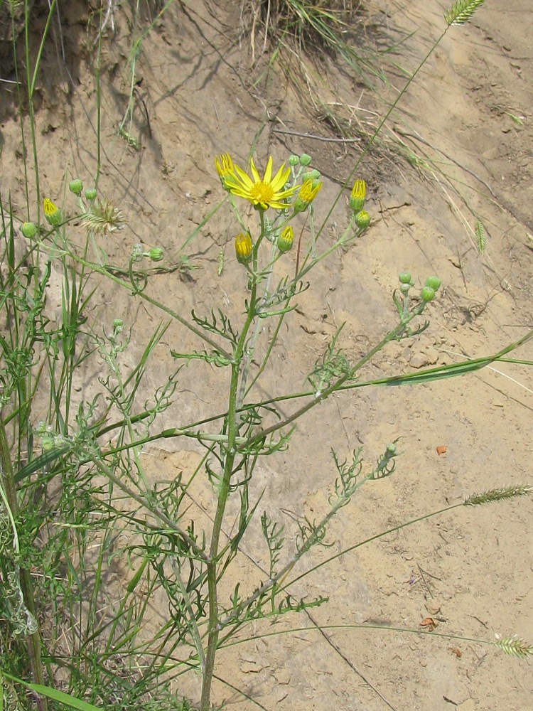 Image of Senecio borysthenicus specimen.