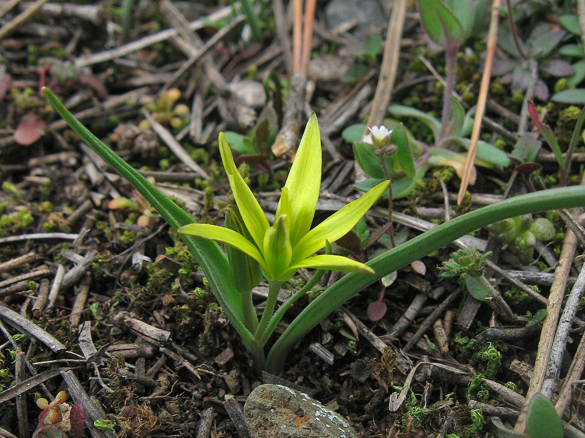 Image of Gagea transversalis specimen.