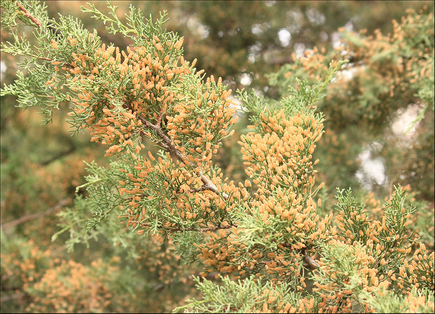 Изображение особи Cupressus sempervirens.