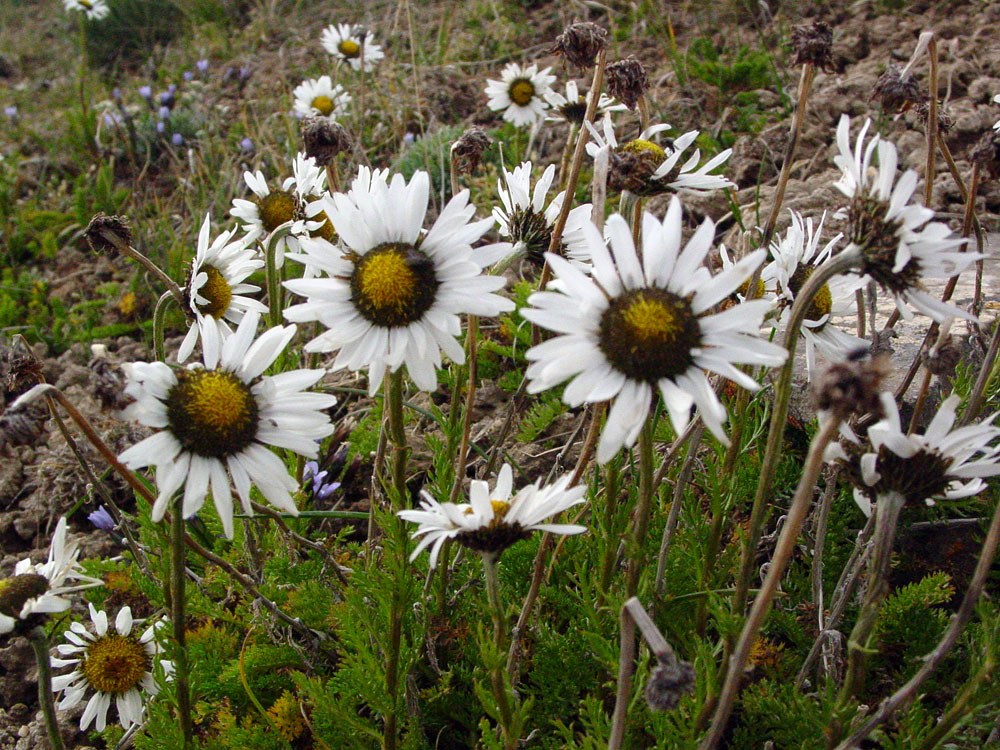 Image of Pyrethrum karelinii specimen.