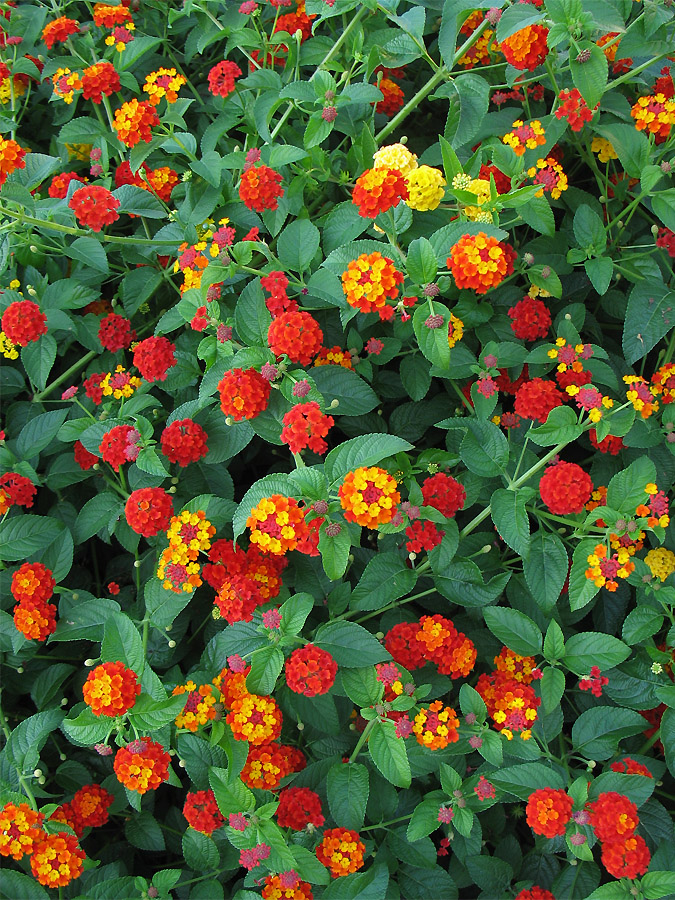 Изображение особи Lantana camara.