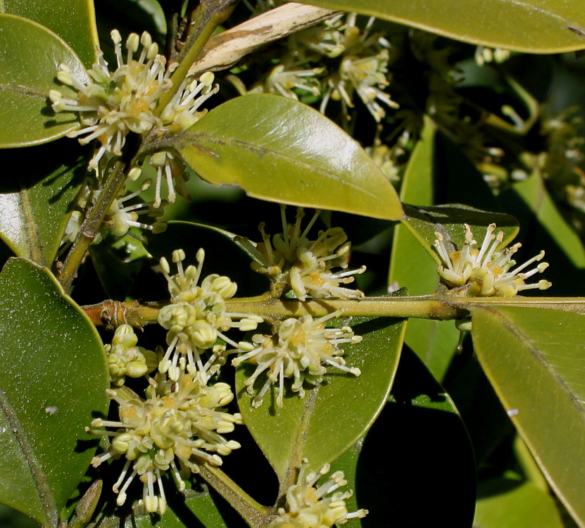 Image of Buxus henryi specimen.