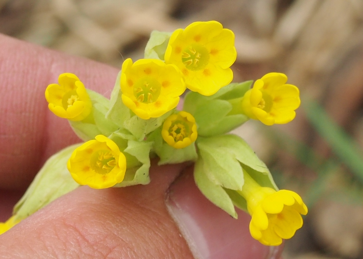 Image of Primula veris specimen.