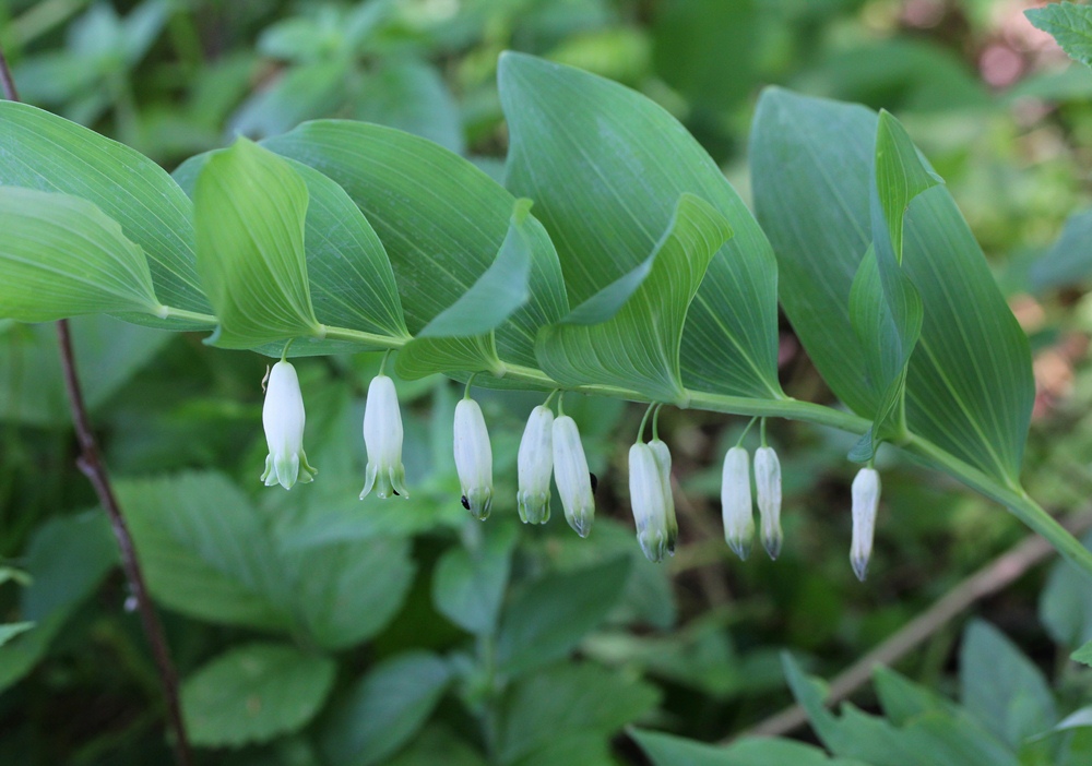 Image of Polygonatum odoratum specimen.