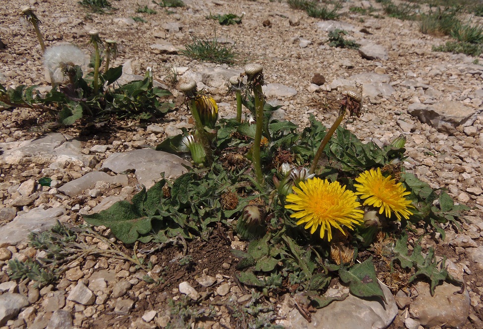 Изображение особи род Taraxacum.