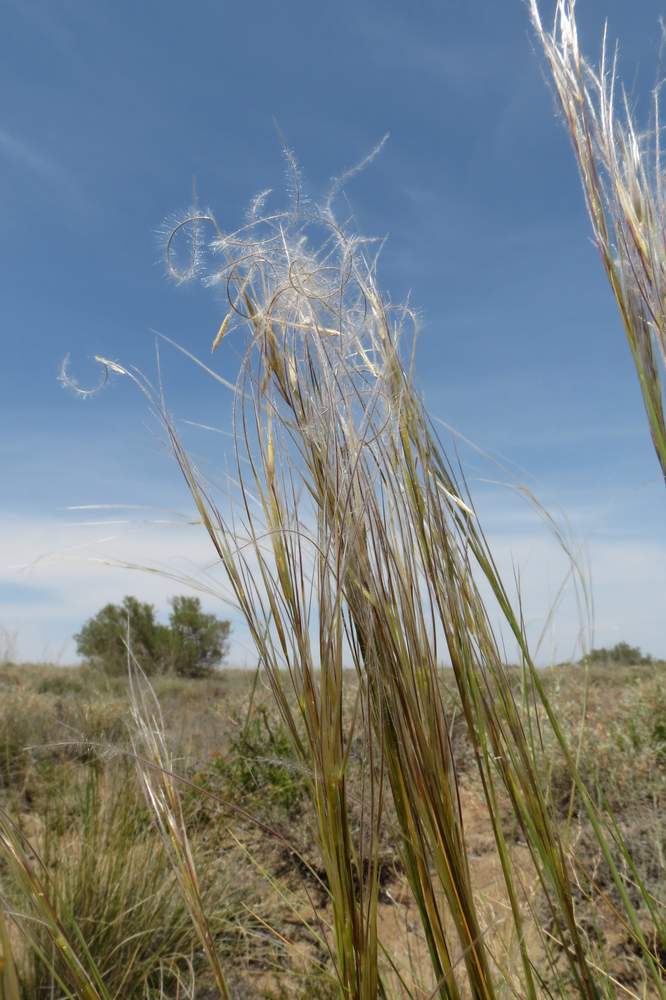 Изображение особи Stipa caucasica.