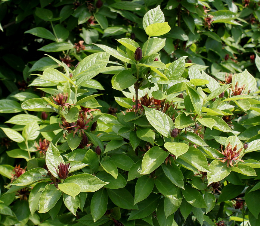 Image of genus Calycanthus specimen.