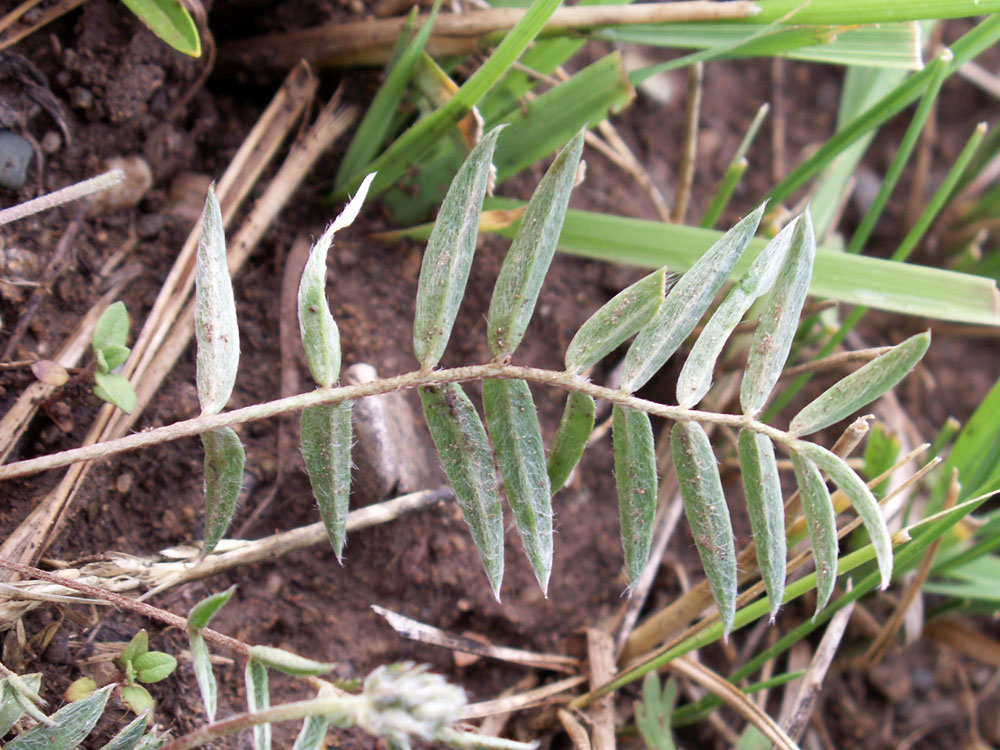 Image of Oxytropis globiflora specimen.