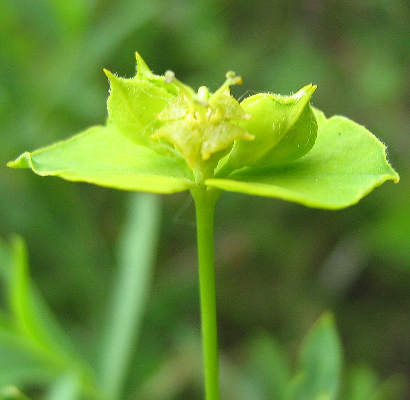 Изображение особи Euphorbia virgata.