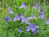 Aquilegia sibirica