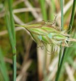 Carex limosa