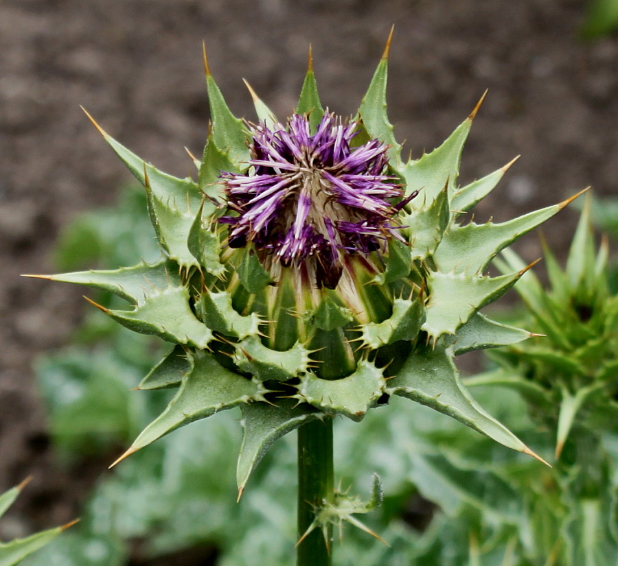 Изображение особи Silybum marianum.