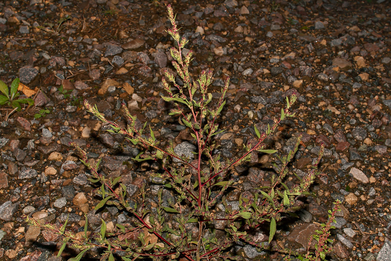 Image of Bassia scoparia specimen.