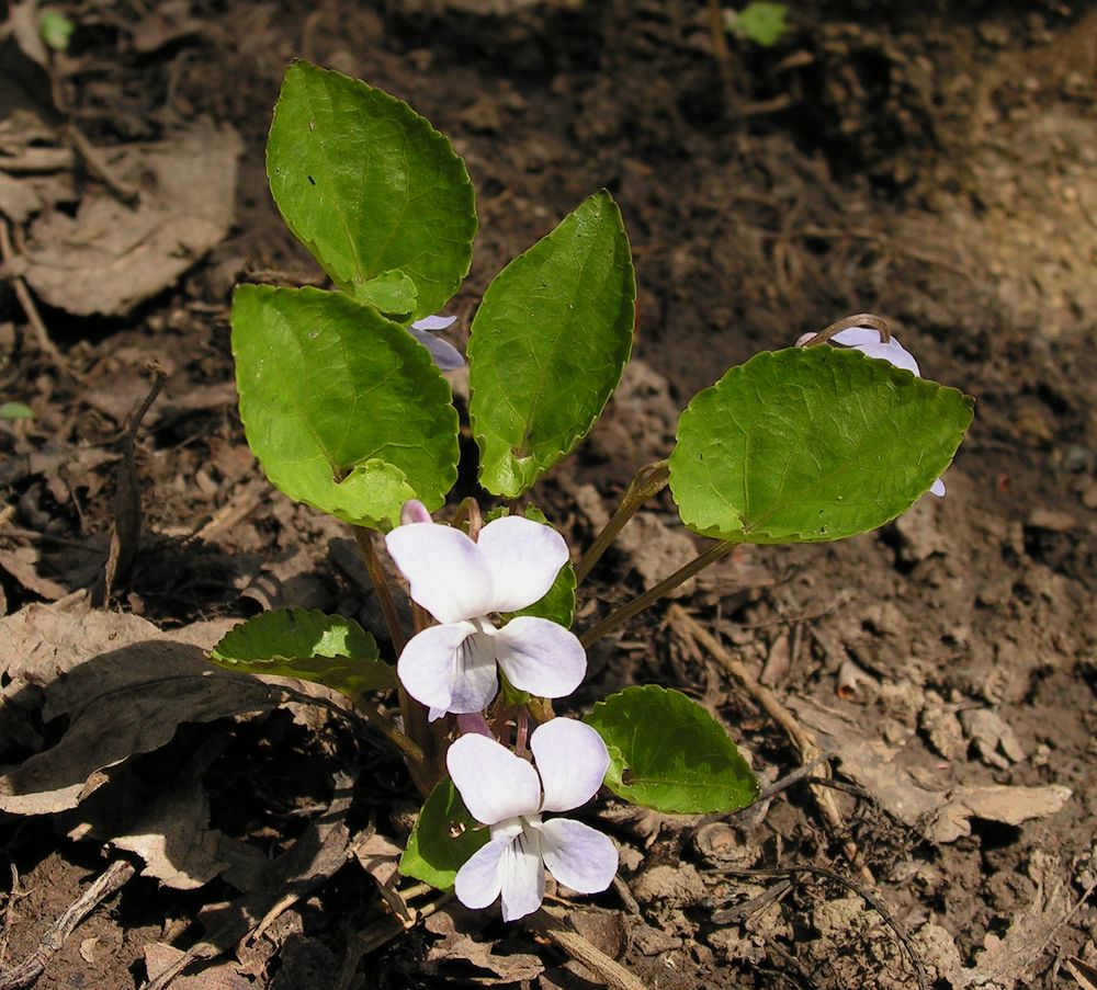 Изображение особи род Viola.