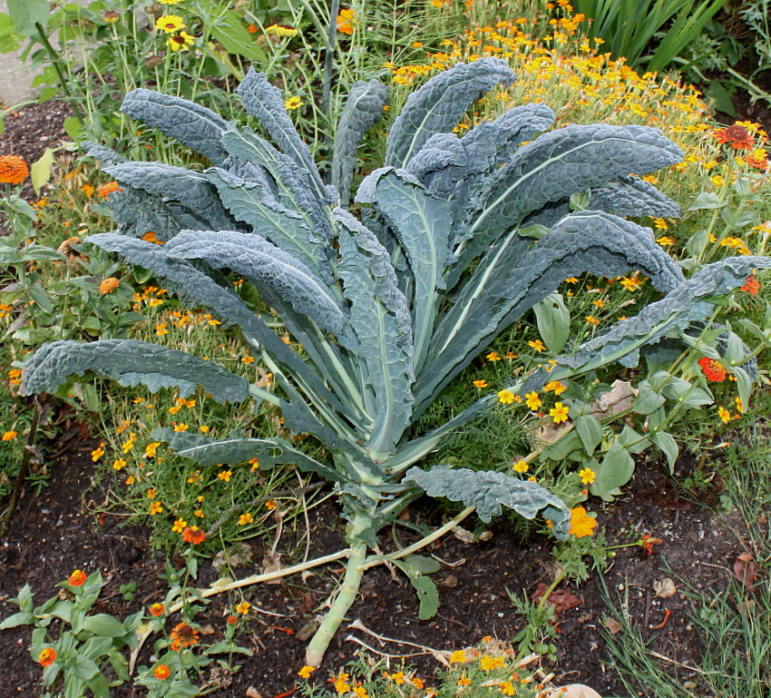 Изображение особи Brassica oleracea var. sabellica.