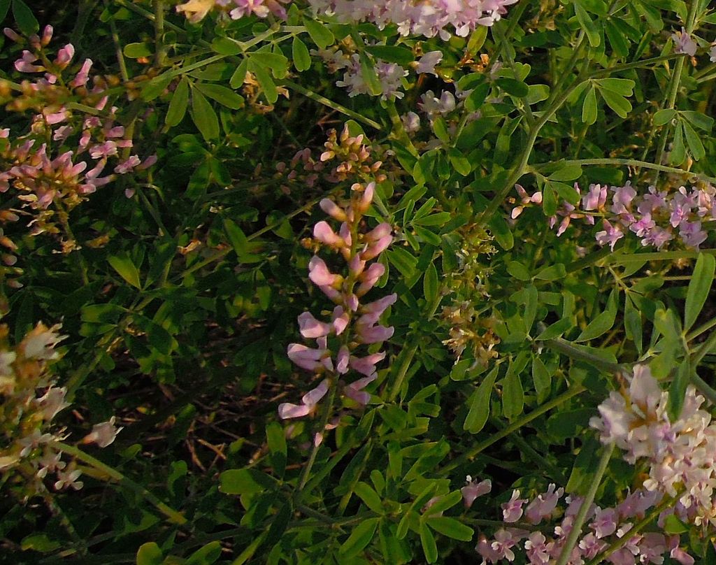 Изображение особи Astragalus melilotoides.