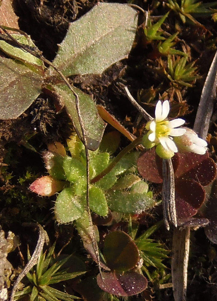 Image of Erophila verna specimen.