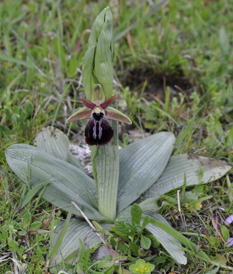 Image of Ophrys mammosa specimen.