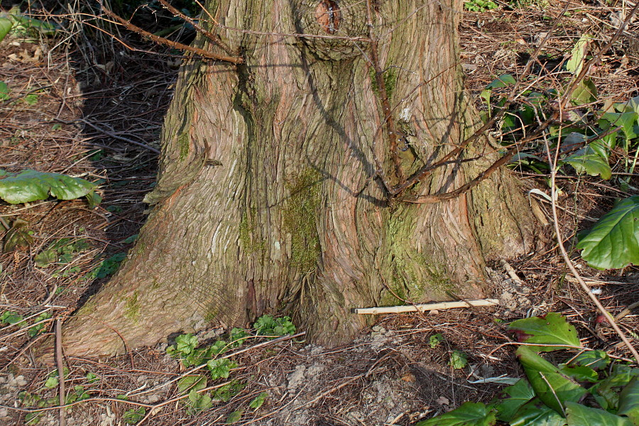 Изображение особи Metasequoia glyptostroboides.