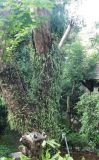 Pyrrosia lanceolata. Вегетирующие растения на стволе дерева. Таиланд, провинция Краби, курорт Ао Нанг. 15.12.2013.