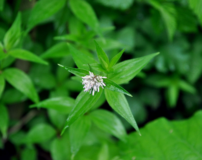 Image of Asperula caucasica specimen.