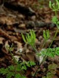 Anthriscus cerefolium. Часть плодоносящего побега. Крым, Карадагский заповедник, хребет Беш-Таш. 24 апреля 2014 г.