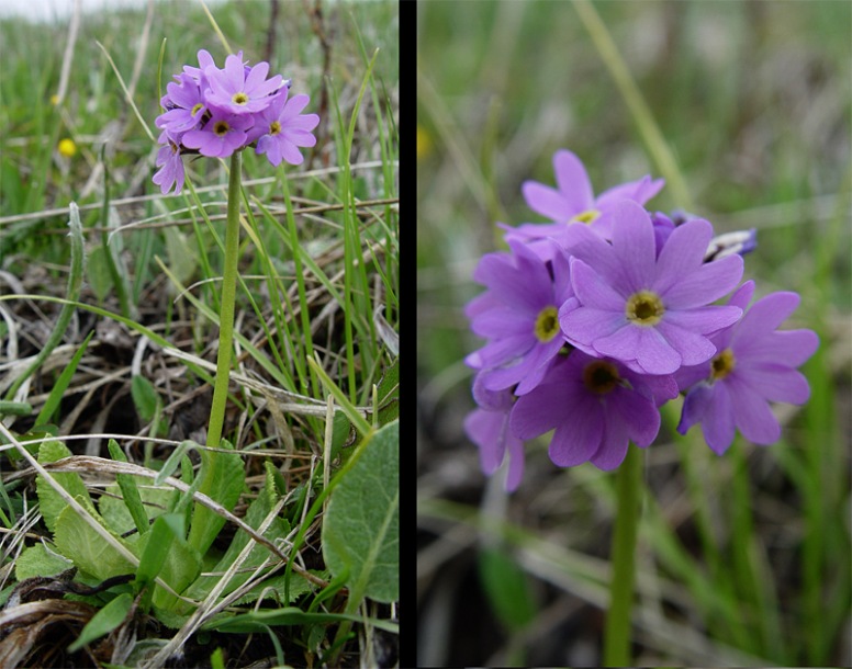 Image of Primula algida specimen.