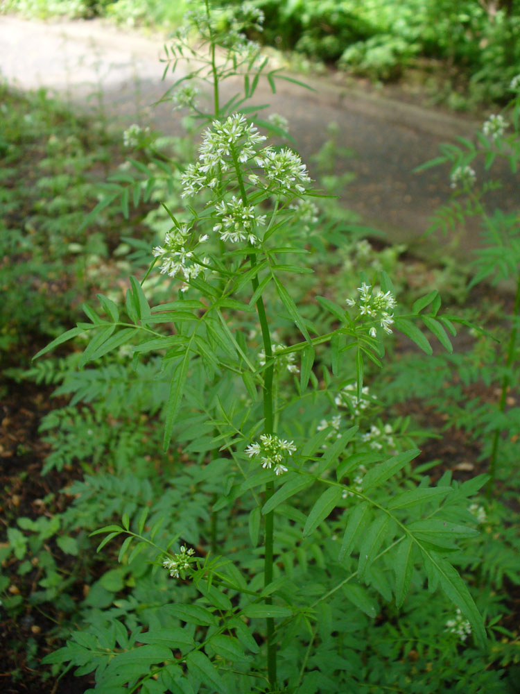 Image of Cardamine impatiens specimen.