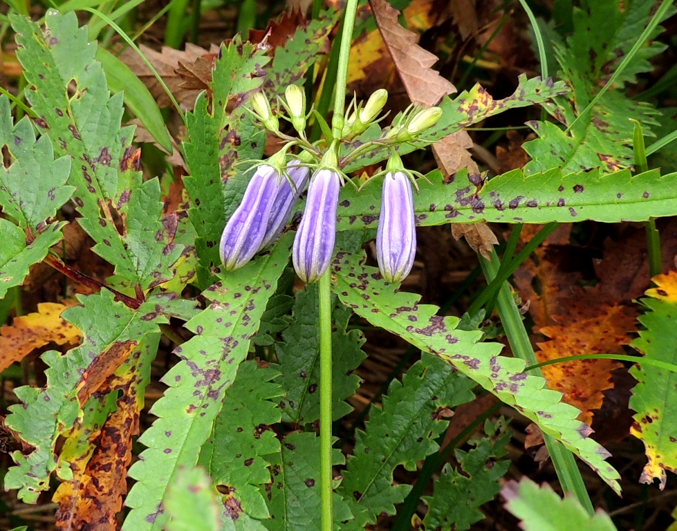 Изображение особи Adenophora triphylla.