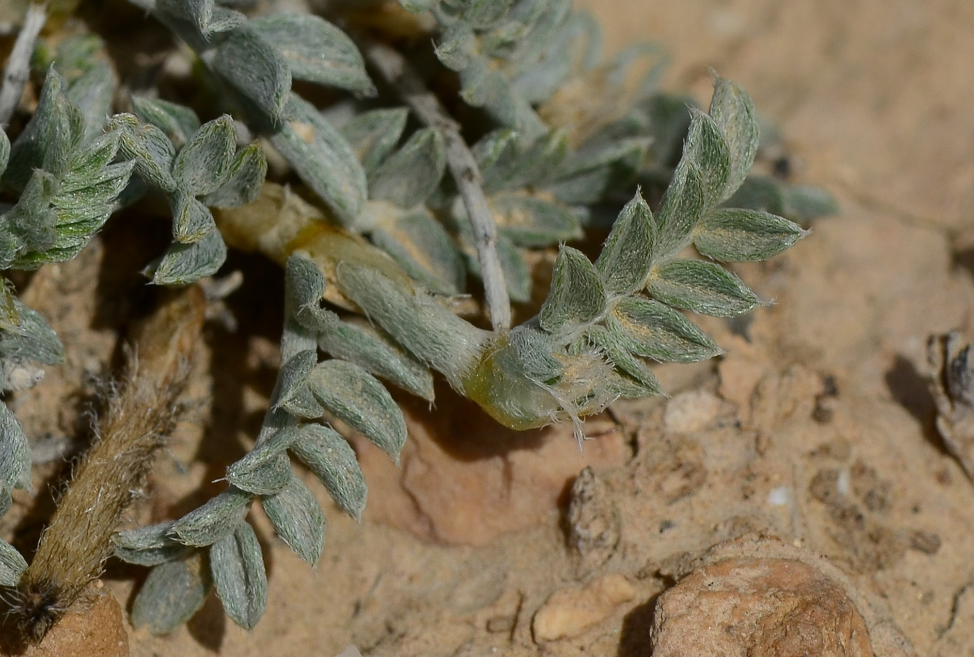 Image of Astragalus amalecitanus specimen.