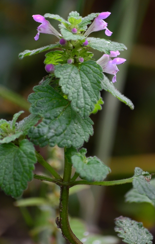 Изображение особи Lamium purpureum.