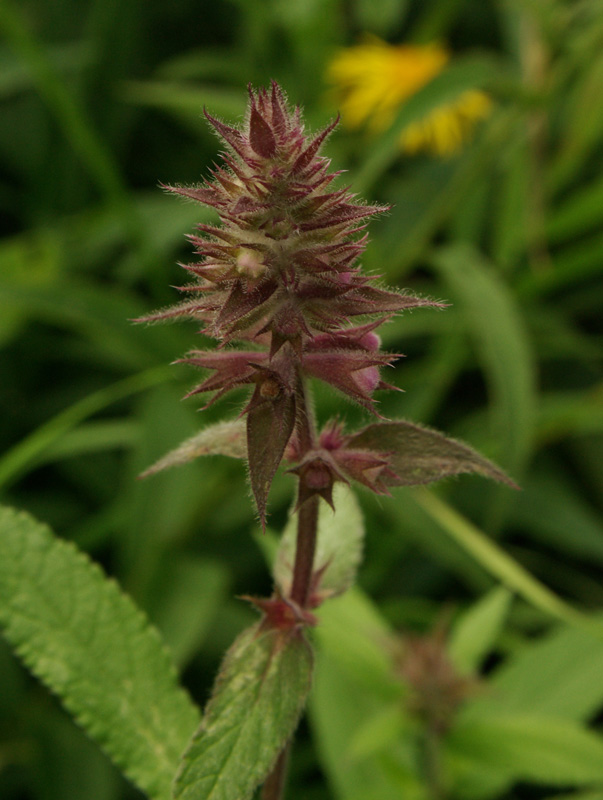 Image of Stachys palustris specimen.