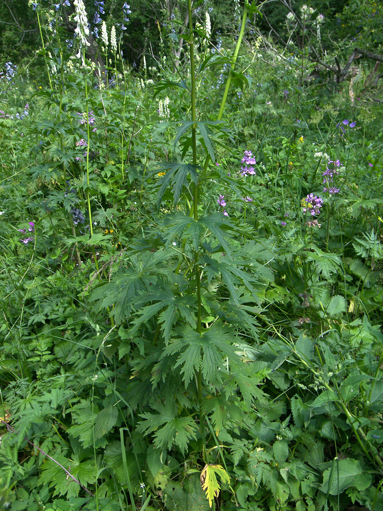 Image of Delphinium flexuosum specimen.