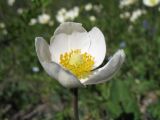 Anemone sylvestris. Цветок. Казахстан, север Джунгарского Алатау, ущ. Коль-Асу. 18 мая 2013 г.