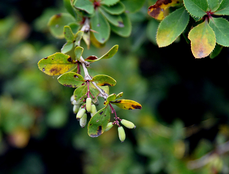 Image of Berberis vulgaris specimen.