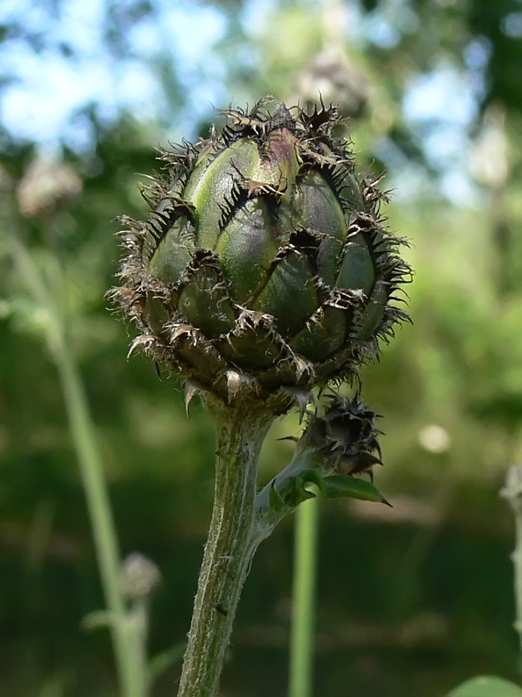 Изображение особи Centaurea scabiosa.