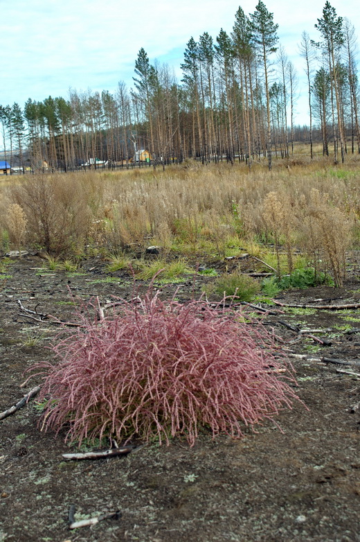 Изображение особи Corispermum declinatum.