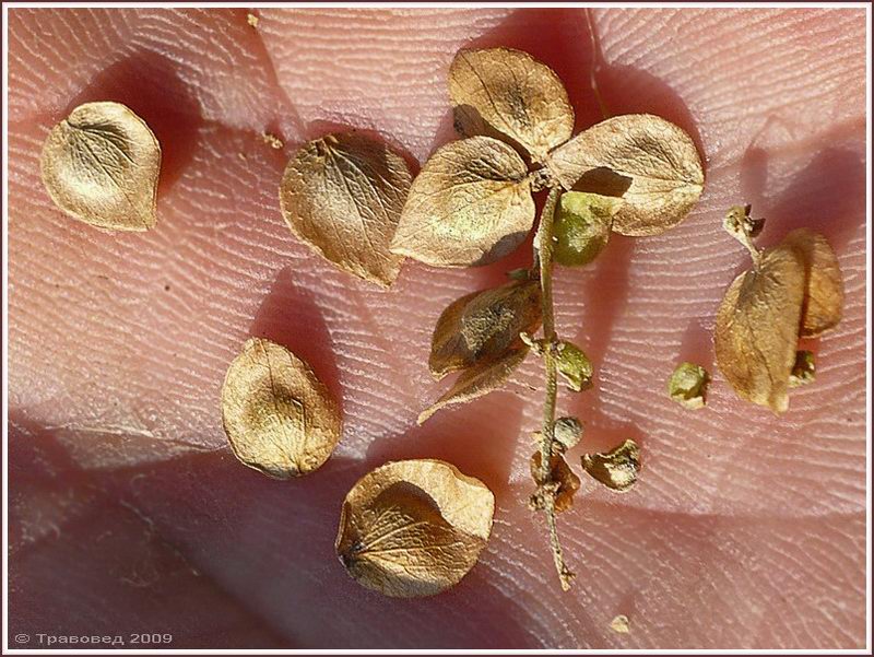 Image of Atriplex sagittata specimen.