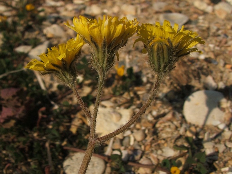 Image of Lagoseris sancta specimen.