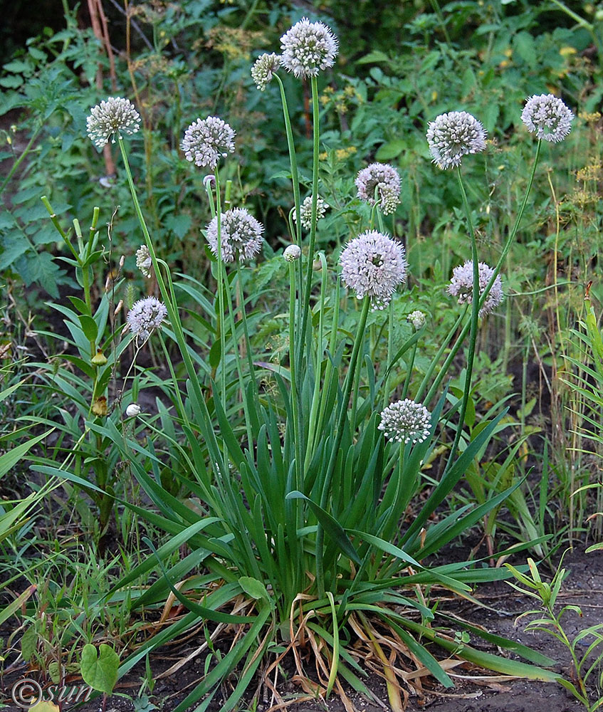 Image of Allium nutans specimen.