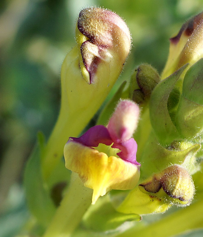 Image of Scutellaria mesostegia specimen.