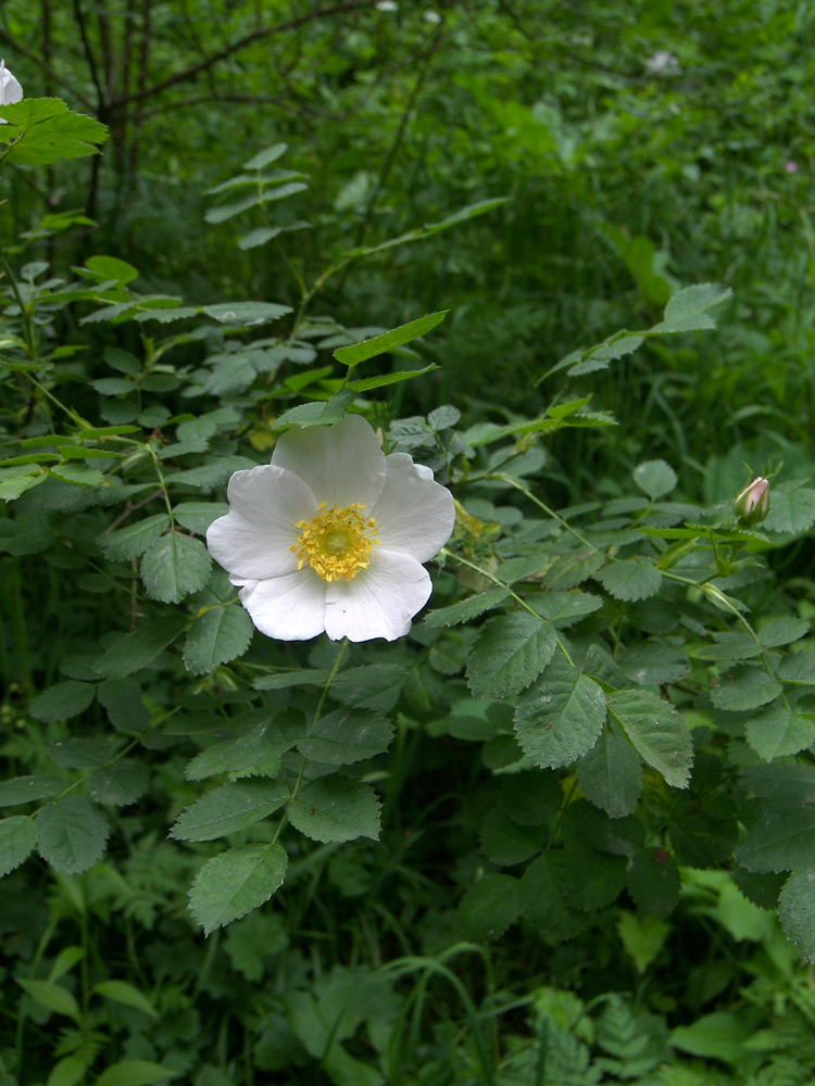 Image of Rosa valentinae specimen.